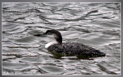 ijsduiker / Great Northern Diver