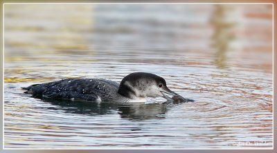 ijsduiker / Great Northern Diver