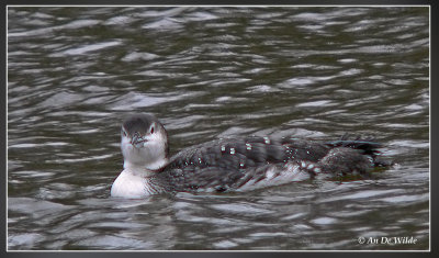 ijsduiker / Great Northern Diver