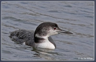 ijsduiker / Great Northern Diver