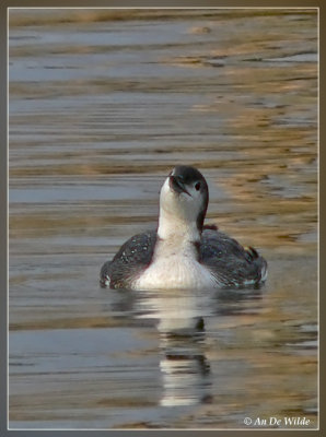 ijsduiker / Great Northern Diver