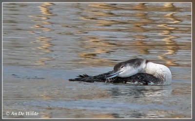 ijsduiker / Great Northern Diver