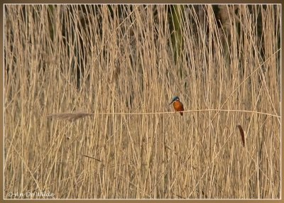 ijsvogel in het riet