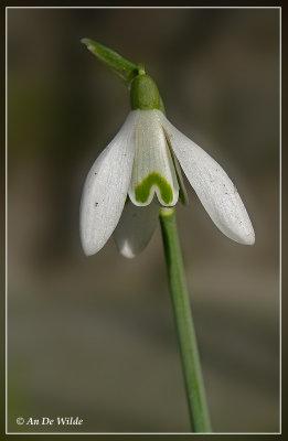 gewoon sneeuwklokje - Galanthus nivalis