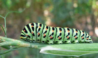 rups van koninginnepage -  Papilio machaon