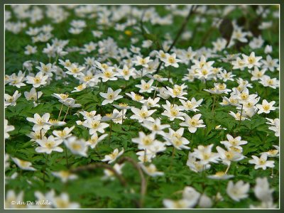 Bosanemoon - Anemone nemorosa