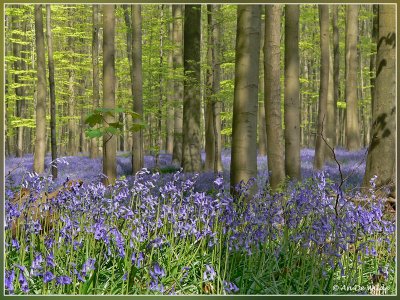 Hallerbos