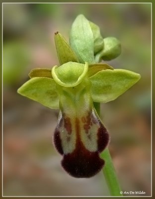  Ophrys fusca hybrid