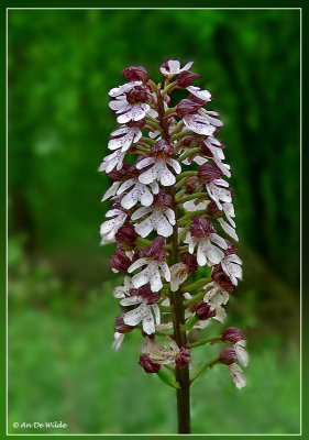 purperorchis