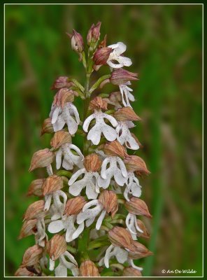 (witte) purperorchis