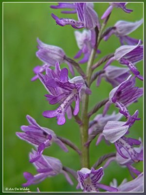 Soldaatje - Orchis militaris