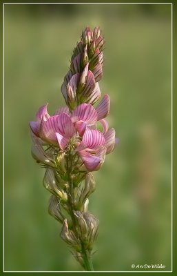 Esparcette - Onobrychis viciifolia