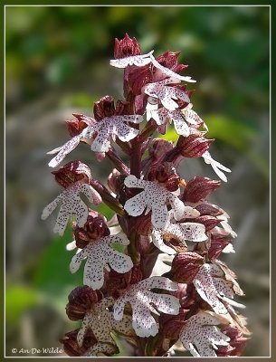 Purperorchis - Orchis purpurea
