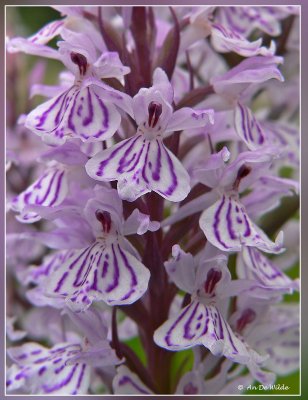 Gevlekte orchis - Dactylorhiza maculata 