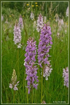 Gevlekte orchis - Dactylorhiza maculata 