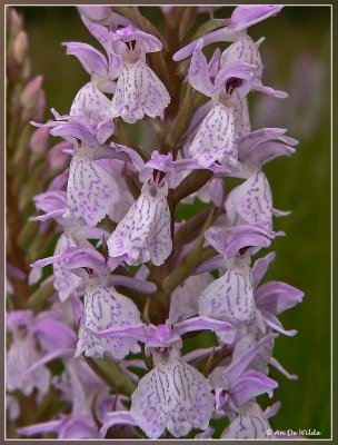 Gevlekte orchis - Dactylorhiza maculata subsp. maculata 