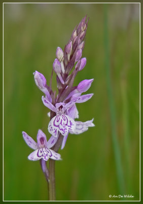 Bosorchis  - Dactylorhiza fuchsii