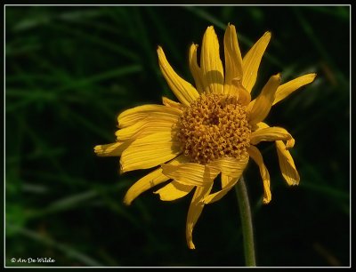 Arnica (valkruid)