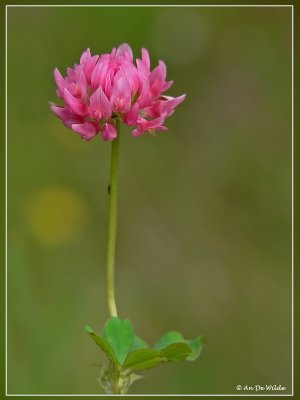 colours of nature