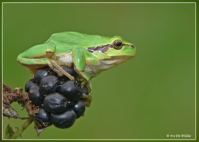 Hyla arborea - Tree frog - Boomkikker