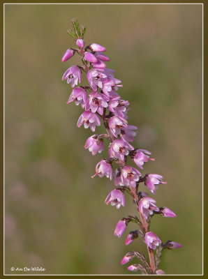 Struikheide - Calluna vulgaris