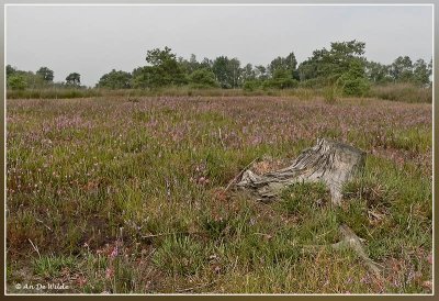 geplagde (natte) heide