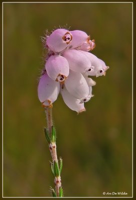 gewone dopheide - Erica tetralix