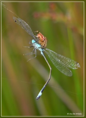 nightmare for this dragonfly