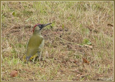 Groene specht - Picus viridis