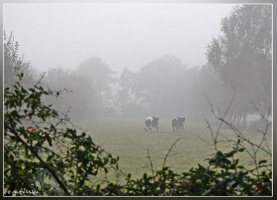 mistig weer