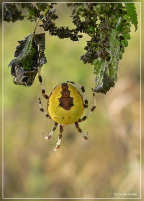 Araneus marmoreus Marmerspin