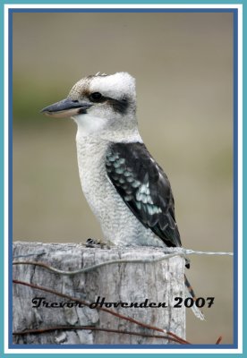 Kookaburra.jpg