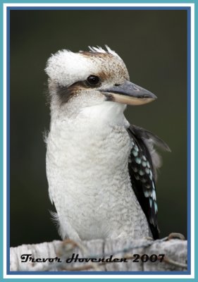 Kookaburra front.jpg