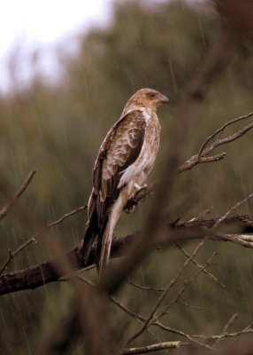 Whistling Kite