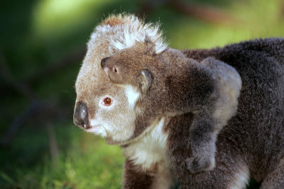 AUSTRALIAN NATURE