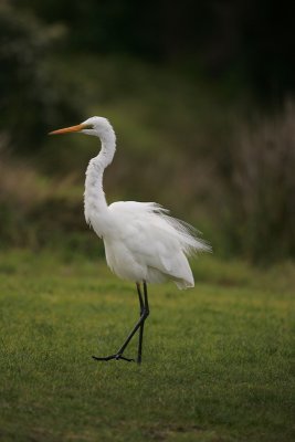 White Egret.jpg