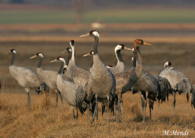Common Crane
