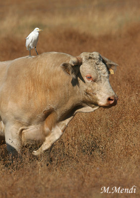 Cattle egret