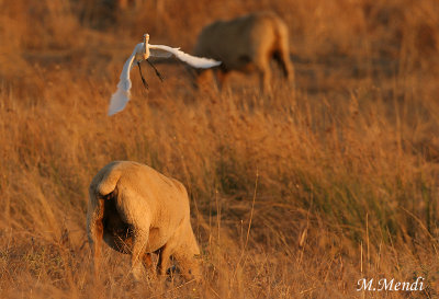 Cattle egret