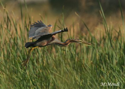 Purple heron