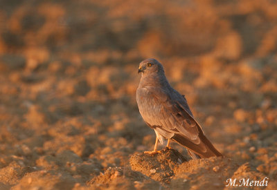 Montagu's harrier