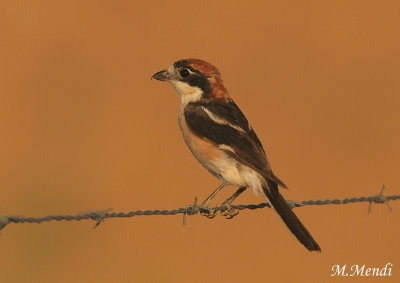 Woodchat Shrike