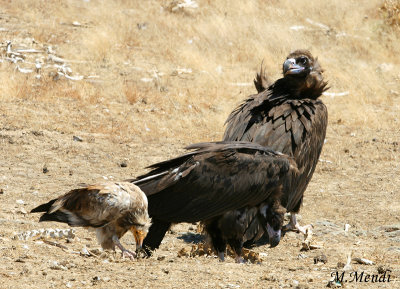 Black and Egyptian Vulture