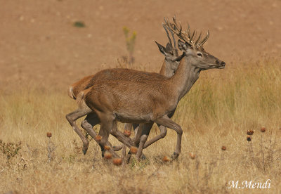 Red deer