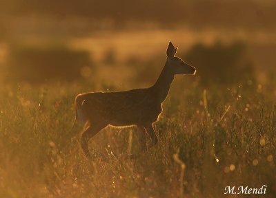 Red deer