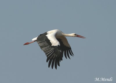 White Stork