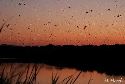 Barn Swallows