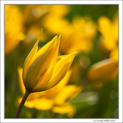 (Wild) Vineyard Tulips