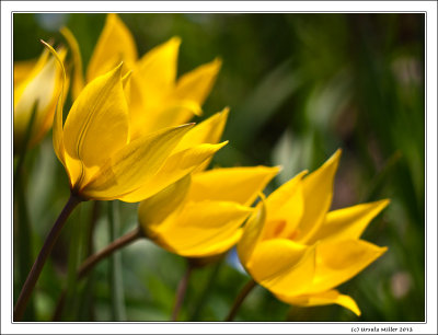 (Wild) Vineyard Tulips