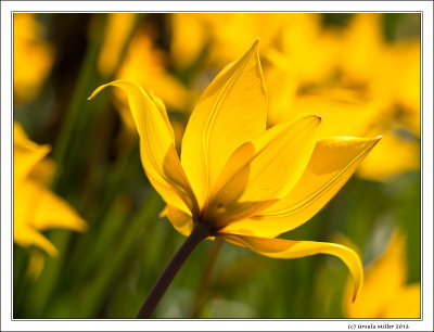 Vineyard Tulips